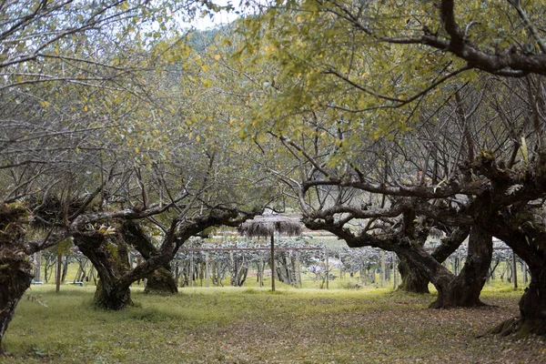 Φύτευση δέντρων βερικοκιών σε ένα πεδίο. οπωρώνα φρούτων. agriculculture — Φωτογραφία Αρχείου