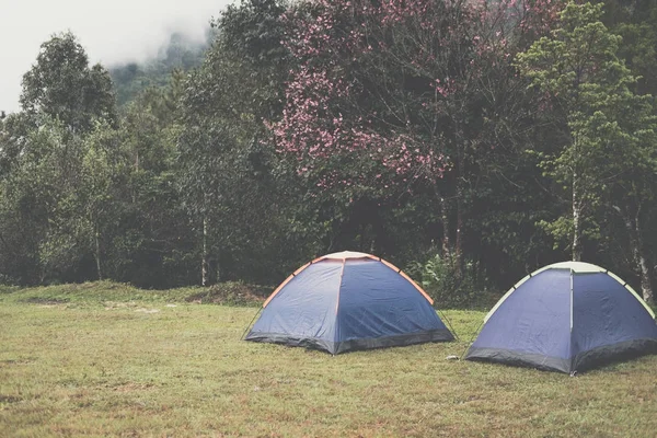 Туристическая палатка на лужайке. кемпинг в лесу. Путевые расходы, отпуск c — стоковое фото