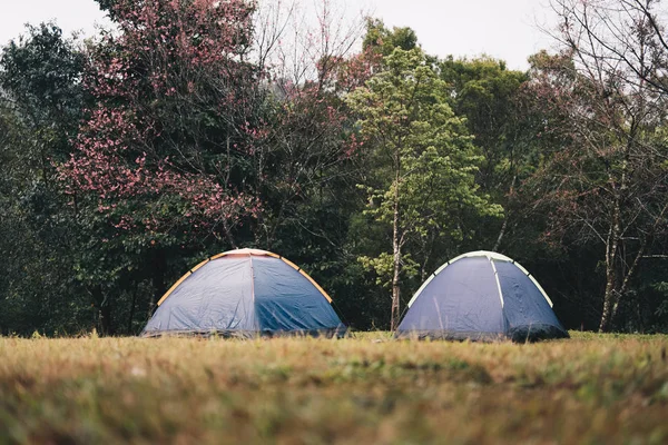 tourist tent on lawn yard. camping in forest. travel, vacation c