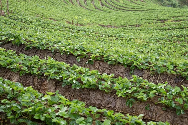 Strawberrry plantacji na górze. Farma truskawek. jedzenie & ag — Zdjęcie stockowe