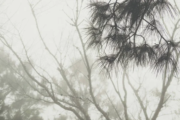 Niebla y niebla en el bosque de pinos. naturaleza paisaje — Foto de Stock