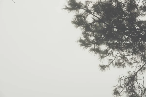 Mgła i mgła w lesie sosnowym. Natura Krajobraz — Zdjęcie stockowe