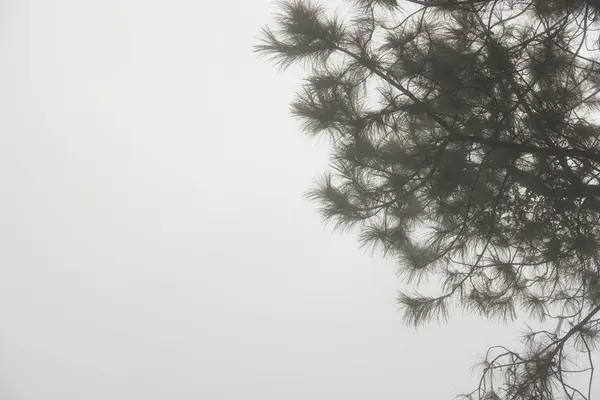 Niebla y niebla en el bosque de pinos. naturaleza paisaje —  Fotos de Stock