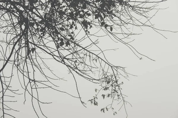 Silueta de ramas de árbol en niebla y niebla. naturaleza de fondo en w —  Fotos de Stock