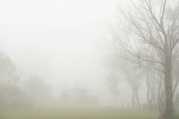 Cottage nella foresta. albero nella nebbia e nebbia. nebbioso paesaggio invernale — Foto Stock