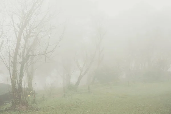 Foresta in autunno. albero nella nebbia e nebbia. nebbioso paesaggio — Foto Stock