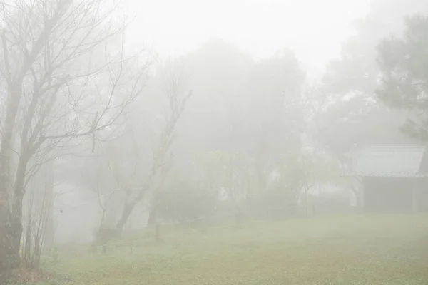 Cottage nella foresta. albero nella nebbia e nebbia. nebbioso paesaggio invernale — Foto Stock