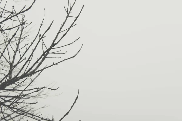 Silueta de ramas desnudas en niebla y niebla. naturaleza fondo — Foto de Stock