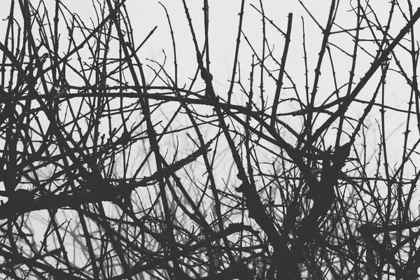 Silueta de ramas desnudas en niebla y niebla. naturaleza fondo —  Fotos de Stock