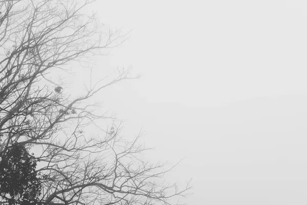 Silueta de ramas de árbol en niebla y niebla. naturaleza de fondo en w —  Fotos de Stock