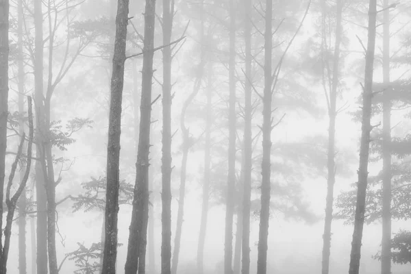 Niebla y niebla en el bosque de pinos. naturaleza paisaje — Foto de Stock