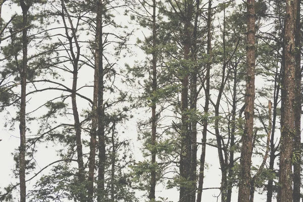 Niebla y niebla en el bosque de pinos. naturaleza paisaje — Foto de Stock