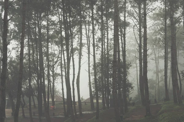 Nebbia e nebbia nella pineta. paesaggio naturale — Foto Stock