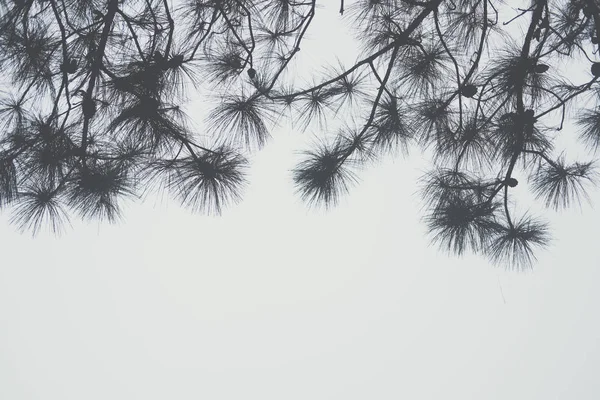 Niebla y niebla en el bosque de pinos. naturaleza paisaje —  Fotos de Stock