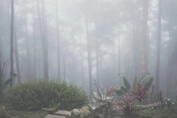 Pino con nebbia. nebbia nella foresta al tramonto. paesaggio naturale in — Foto Stock