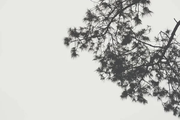 霧と松の木の森の霧。自然の風景 — ストック写真