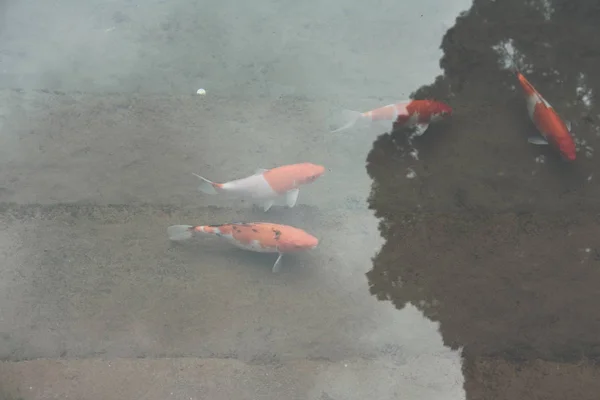 Кои рыбы плавают в пруду. Японский карп — стоковое фото