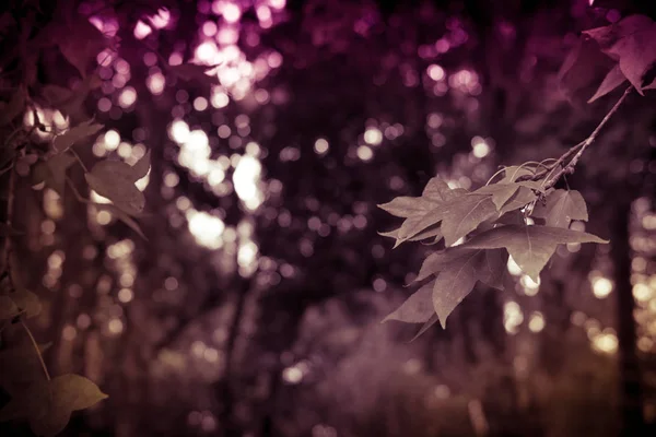 Hojas de arce verde. árbol en el bosque. naturaleza fondo —  Fotos de Stock