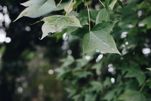 Hojas de arce verde. árbol en el bosque. naturaleza fondo —  Fotos de Stock