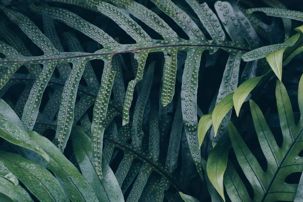 シダ植物の葉の背景。ツリーの葉パターン。緑 c — ストック写真