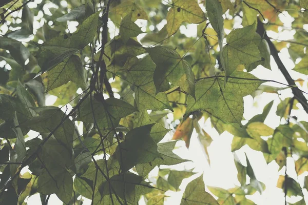 Hojas de arce verde. árbol en el bosque. naturaleza fondo —  Fotos de Stock