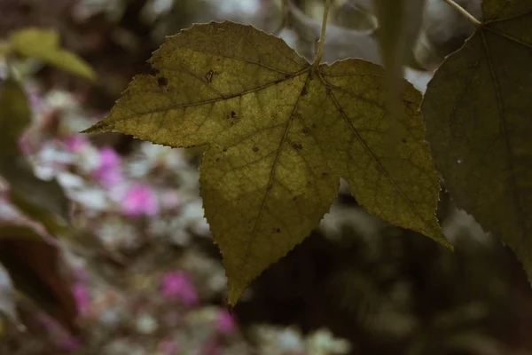 Hojas de arce verde. árbol en el bosque. naturaleza fondo —  Fotos de Stock