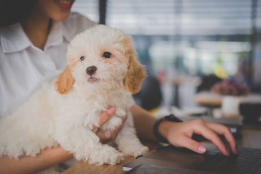 kadın holding sevimli köpek kafe Restoran. kadın genç s