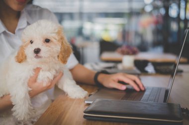 kadın holding sevimli köpek kafe Restoran. kadın genç s