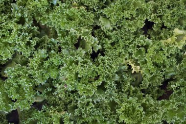 Sebze bahçe büyüyen marul bitki. Zemin işleme. Agr