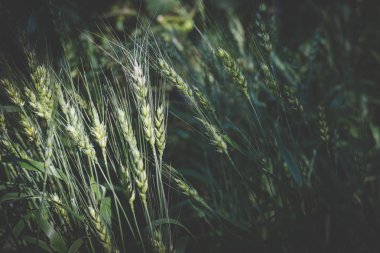 kırsal alanında paddy pirinç. tarım arazileri buğday çayır