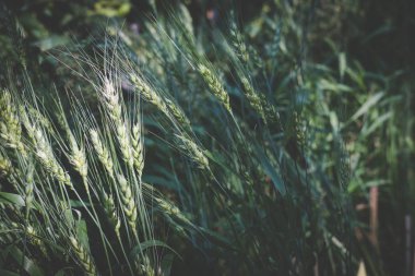 kırsal alanında paddy pirinç. tarım arazileri buğday çayır
