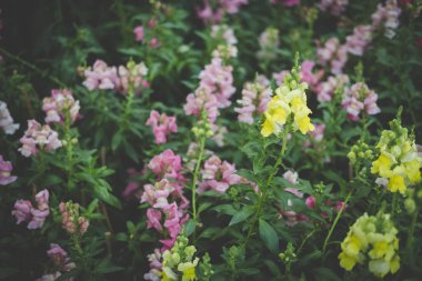 aslanağzı çiçeği bahçe. çiçek açan flora Park. sarı ve pi
