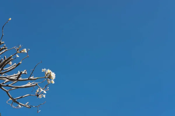 Plumeria kertben. Frangipani parkban. fehér virág virágzó — Stock Fotó