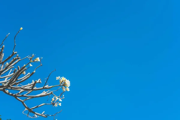 Plomería en el jardín. Frangipani en el parque. flor blanca en flor — Foto de Stock