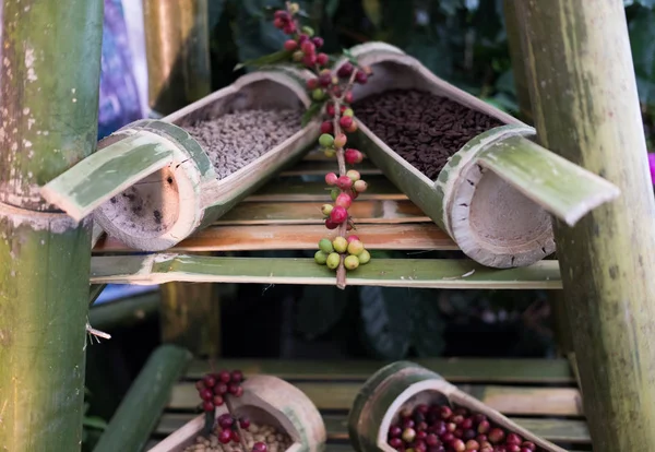 Bacca di caffè rosso. chicco di caffè nel baule di bambù — Foto Stock