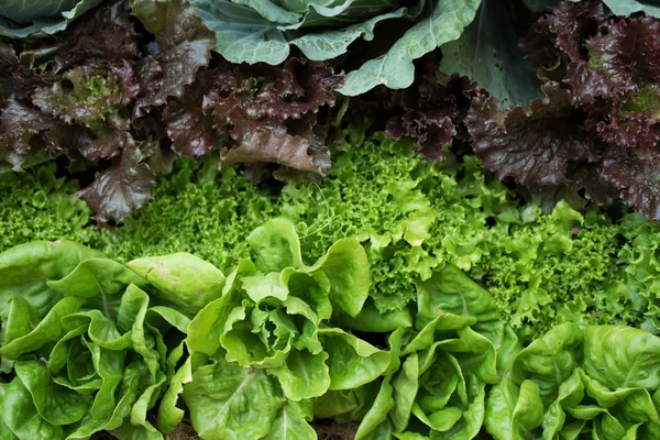 Salatpflanze, die im Gemüsegarten wächst. Bodenbearbeitung. agr — Stockfoto