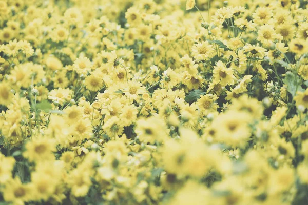 Gele chrysant. bloeiende bloemen in de tuin. Flora veld — Stockfoto