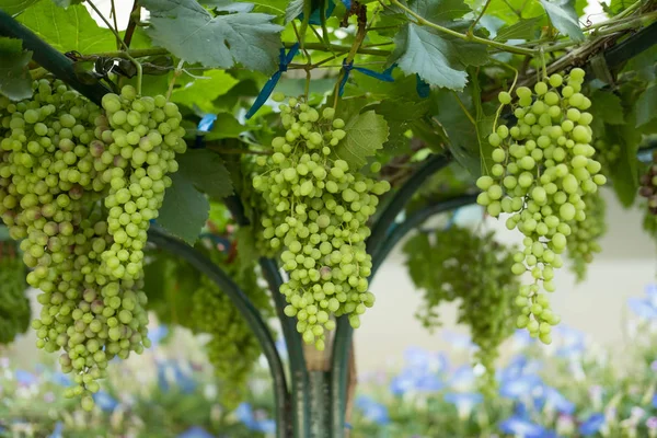 Um bando de uvas brancas maduras na vinha. fruto para colheita na exploração agrícola — Fotografia de Stock