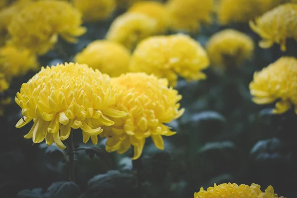 Желтая хризантема. Цветущий цветок в саду. флора — стоковое фото
