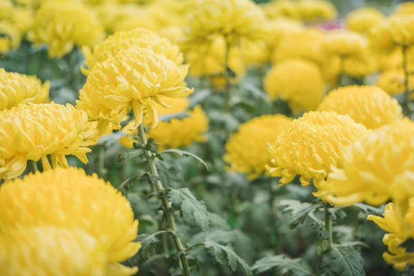 노란 국화입니다. 정원에서 꽃과 꽃 꽃입니다. 플로 라 저런 — 스톡 사진