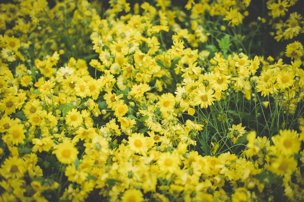 Gele chrysant. bloeiende bloemen in de tuin. Flora veld — Stockfoto