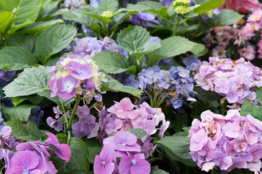 Mavi ortanca Bahçe. çiçek açan çiçek. Taze bitki örtüsü çiçeği