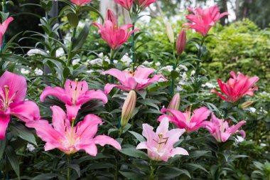 pembe lily Çiçek bahçesinde. çiçek açan flora. flowerbed Park.