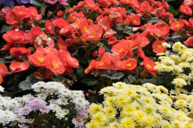 Sarı ve beyaz papatya, kırmızı Begonya, pembe ortanca çiçek