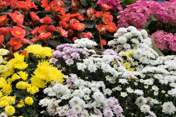 Sarı ve beyaz papatya, kırmızı Begonya, pembe ortanca çiçek — Stok fotoğraf