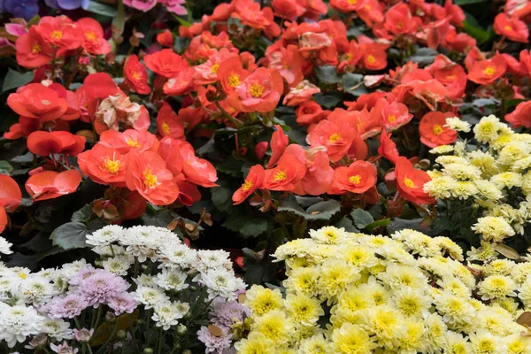 Sarı ve beyaz papatya, kırmızı Begonya, pembe ortanca çiçek — Stok fotoğraf