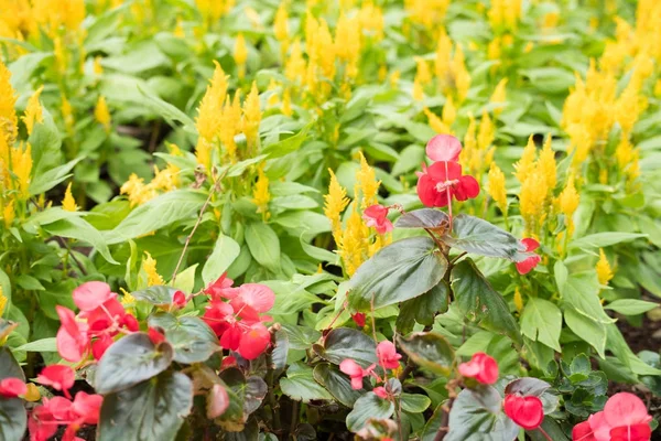 Begonia roja y flor de carey amarillo en el jardín. flora floreciente i — Foto de Stock