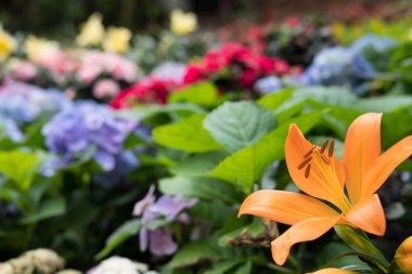 Turuncu lily Çiçek bahçesinde. çiçek açan flora. flowerbed Park.