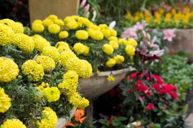 Sarı kadife çiçeği Çiçek bahçesinde. çiçek açan flora. flowerbed p