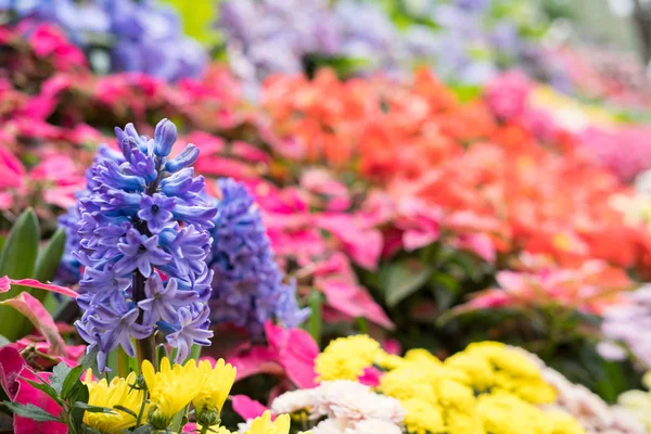 Mor sümbül ve sarı Kasımpatı Çiçek bahçesinde. Bloomin — Stok fotoğraf